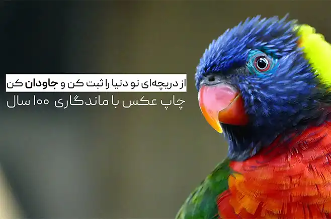 طوطی